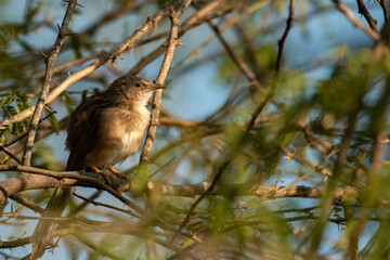 Desert Babbler Bird Perched on Tree Branch in the Arid Landscape of Rann of Kutch, India