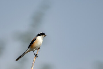 Bay-Backed Shrike Bird Perched on Tree Branch at Rann of Kutch, Gujarat