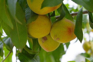 Fresh young unripe Peach fruits on a tree branch with leaves closeup, A bunch of unripe Peaches on a branch, beautiful delicious fruit peaches on the tree, peach fruits grow on a peach tree branch