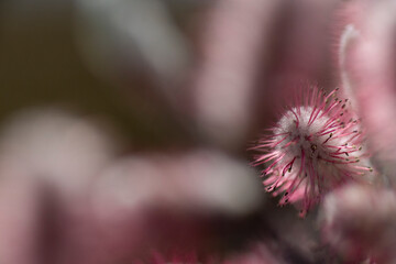Spring feelings (flowering pink rock willow)