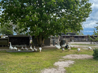 Domestic geese eating and grazing on the farm in small town Dragor in Denmark