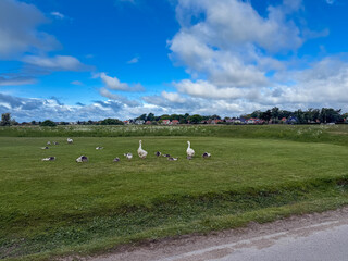 Fototapeta premium Сute domestic geese with goslings grazing on the green spring meadow in small town Dragor in Denmark