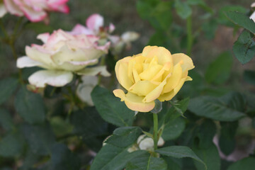 Beautiful yellow rose flower closeup in garden, A very beautiful rose flower bloomed on the rose tree, Rose flower, bloom flowers, Natural spring flower, Nature floral background,