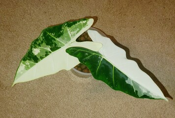 Stunning blend of creamy white and deep green leaves of Alocasia Frydek Variegated