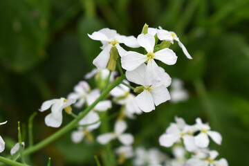 Fototapeta premium Beautiful white Radish Flower. Radish flower bloom. Closeup radish flower with green leaves in the spring, also known by its common name Virginia stock. Radish flower blooming in nature
