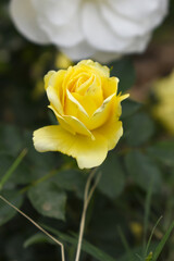 Beautiful yellow rose flower closeup in garden, A very beautiful rose flower bloomed on the rose tree, Rose flower, bloom flowers, Natural spring flower, Nature floral background,