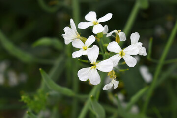 Fototapeta premium Beautiful white Radish Flower. Radish flower bloom. Closeup radish flower with green leaves in the spring, also known by its common name Virginia stock. Radish flower blooming in nature