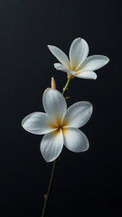 Elegant Plumeria Flowers:  Serene White Blooms on Dark Background, Minimalist Style, Spa-like Mood.