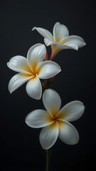Elegant Plumeria Flowers:  Dark Background, Close-up, Serene Mood, Spa-like Atmosphere, Tropical Botanical Photography.