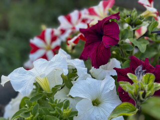 Close-up of white and red petunia flowers in full bloom, showcasing vibrant colors and delicate petals in natural daylight.