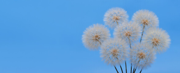 Dandelion seed heads on bright blue background. Minimalist spring concept. Natural texture for design, banner, or poster