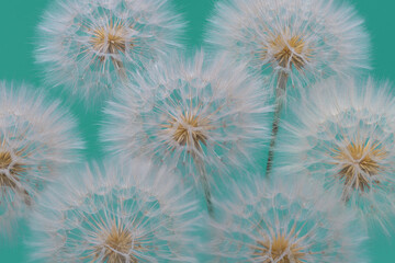 Multiple dandelions in full seed against a turquoise  backdrop. Airy and peaceful floral layout for spring-themed projects