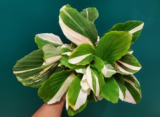Striking white and green leaf patterns of Kaempferia Galanga Variegated