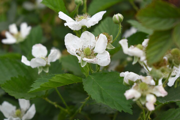 Blackberry flowers blooming in the garden, Beautiful in spring bloom garden. Blackberry bush with white flowers, Blossoming blackberry bush and bee, sunny spring day, Chakwal, Punjab, Pakistan
