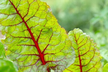 Beetroot mangold leaves background, close-up. Growing of vitamin salad.