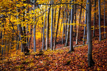 Autumn Forest with Colorful Foliage