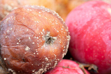 Rotten apples with mold, Close-up. Red apples on the ground are spoiled.