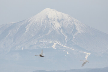 山を背景に飛ぶ白鳥