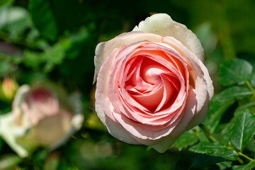 Beautifully blooming 'Pierre de Ronsard' rose with soft pink petals and  vibrant center, surrounded by lush green foliage, capturing delicate details and natural elegance of flower in garden setting