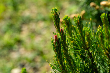 Young red cones on spring shoots Pinus mugo Ophir. Close-up Golden cultivar dwarf mountain pine green with golden tips of needles