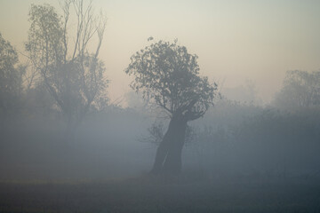 Tree in Misty Landscape