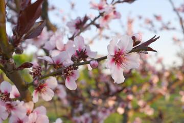 Beautiful Pink Peach Blossoms in a Garden, Pink Peach Flowers Blooming on Peach Tree, Beautiful peach flowers close up - as background, Flowering branch of fruit flower closeup