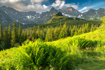 Mountain Landscape with Pine Trees and Ferns