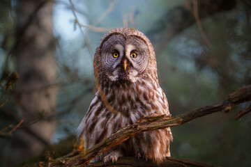 Great Grey Owl on Tree Branch