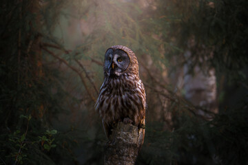 Great Gray Owl in Forest Setting