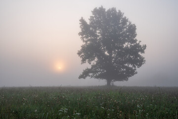 Tree in Foggy Field at Sunrise