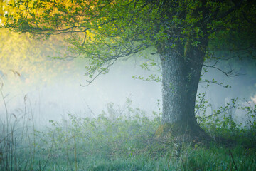 Tree in foggy forest landscape
