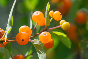 Yellow ripe berries of tatarian honeysuckle (Lonicera tatarica). It is widely cultivated as a...