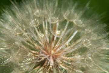 Goatsbeard or Tragopogon pratensis, flower head with ripe seeds. Fluffy inflorescence close up.