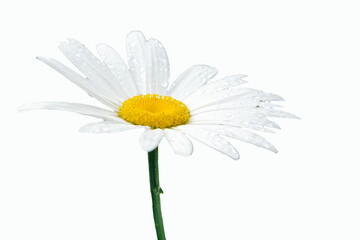 White daisy isolated on white background. White flower with dew on petals.