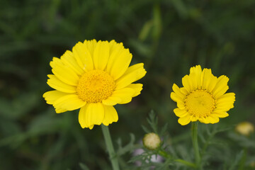 Bright Yellow Crown Daisy, Close-up of a Bright yellow crown daisy flower, blooming in nature, Close-up shot of beautiful yellow Crown Daisy flower (Chrysanthemum coronarium), Crown Daisy,