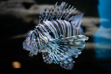 Lionfish with Striped Pattern in Aquarium