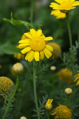 Bright Yellow Crown Daisy, Close-up of a Bright yellow crown daisy flower, blooming in nature, Close-up shot of beautiful yellow Crown Daisy flower (Chrysanthemum coronarium), Crown Daisy,