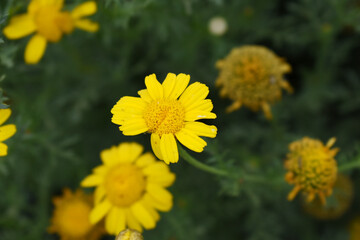 Bright Yellow Crown Daisy, Close-up of a Bright yellow crown daisy flower, blooming in nature, Close-up shot of beautiful yellow Crown Daisy flower (Chrysanthemum coronarium), Crown Daisy,