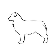 Australian Shepherd Dog Breed Line Art Illustration Elegant Canine Sketch