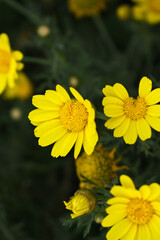 Bright Yellow Crown Daisy, Close-up of a Bright yellow crown daisy flower, blooming in nature, Close-up shot of beautiful yellow Crown Daisy flower (Chrysanthemum coronarium), Crown Daisy,