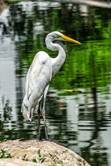 Great egret, Ardea alba at Praca Batista Campos in the city of Belem, in the state of Para, Brazil.