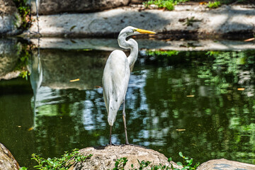 Great egret, Ardea alba at Praca Batista Campos in the city of Belem, in the state of Para, Brazil.