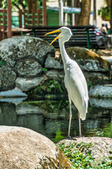 Great egret, Ardea alba at Praca Batista Campos in the city of Belem, in the state of Para, Brazil.