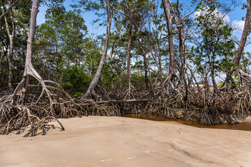 Barra velha beach at Soure, Marajo in Para, Brazil. Beautiful beach and mangrove trees with their...
