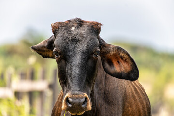 Wild Water Buffalo at Soure on Marajo Island in Brazil