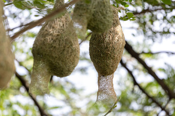There are many bird nests in the trees in the middle of a single big tree.