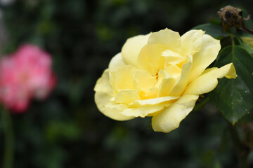 Beautiful yellow rose flower closeup in garden, A very beautiful rose flower bloomed on the rose tree, Rose flower, bloom flowers, Natural spring flower, Nature floral background,
