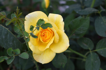 Beautiful yellow rose flower closeup in garden, A very beautiful rose flower bloomed on the rose tree, Rose flower, bloom flowers, Natural spring flower, Nature floral background,