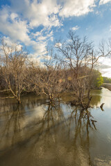 Sumba, Indonesia – 07. 07. 2025 – Not far from Waingapu city center, the dried-up mangrove trees look beautiful bathed in the late afternoon sun, their shadows reflected on the seawater