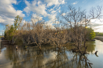 Sumba, Indonesia – 07. 07. 2025 – Not far from Waingapu city center, the dried-up mangrove trees look beautiful bathed in the late afternoon sun, their shadows reflected on the seawater